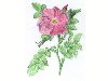 Rose 2 [cosch, Buntstifte]