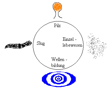 Lebenskreislauf Soziale Amöbe