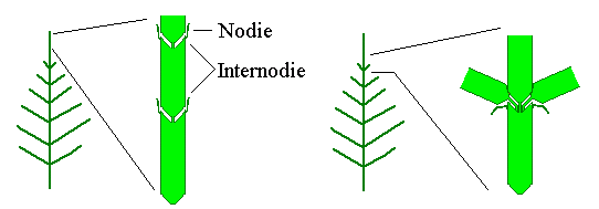 Nodien und Internodien Nodien und Internodien