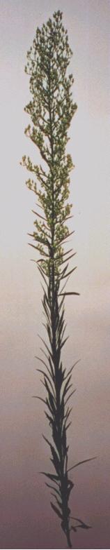 Katzenschweif
