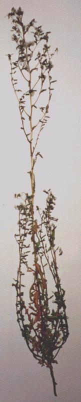 Stachellattich