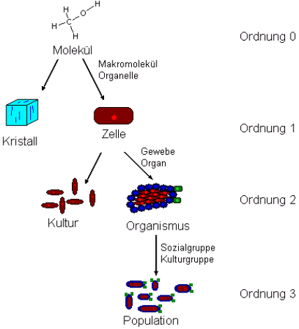 Wachstumsordnungen