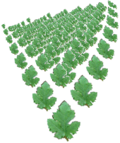 Leaf Plantation