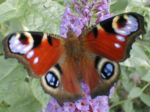 Schmetterling